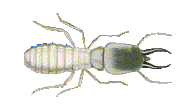 Pest Inspections