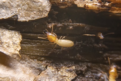 Pest Inspection