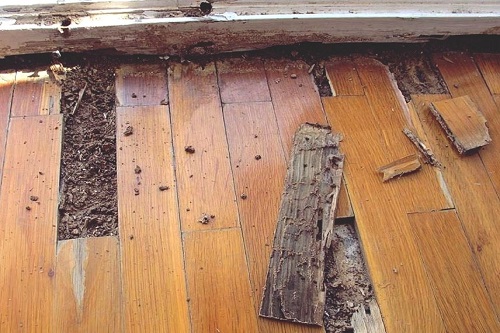 Pest Inspection