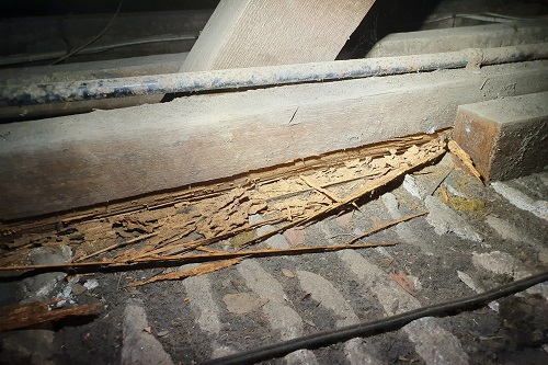 Pest Inspection
