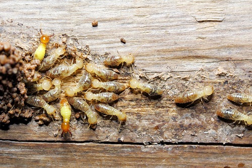 Pest Inspection